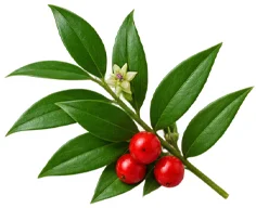 Flebrix — ekstrakt z kłącza ruszczyka kolczastego (Ruscus aculeatus)