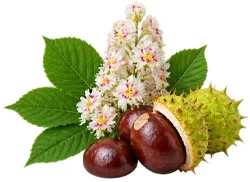 Flebrix — ekstrakt z nasion kasztanowca (Aesculus hippocastanum)