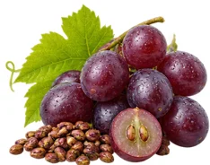 Flebrix — ekstrakt z pestek winogron (Vitis vinifera)